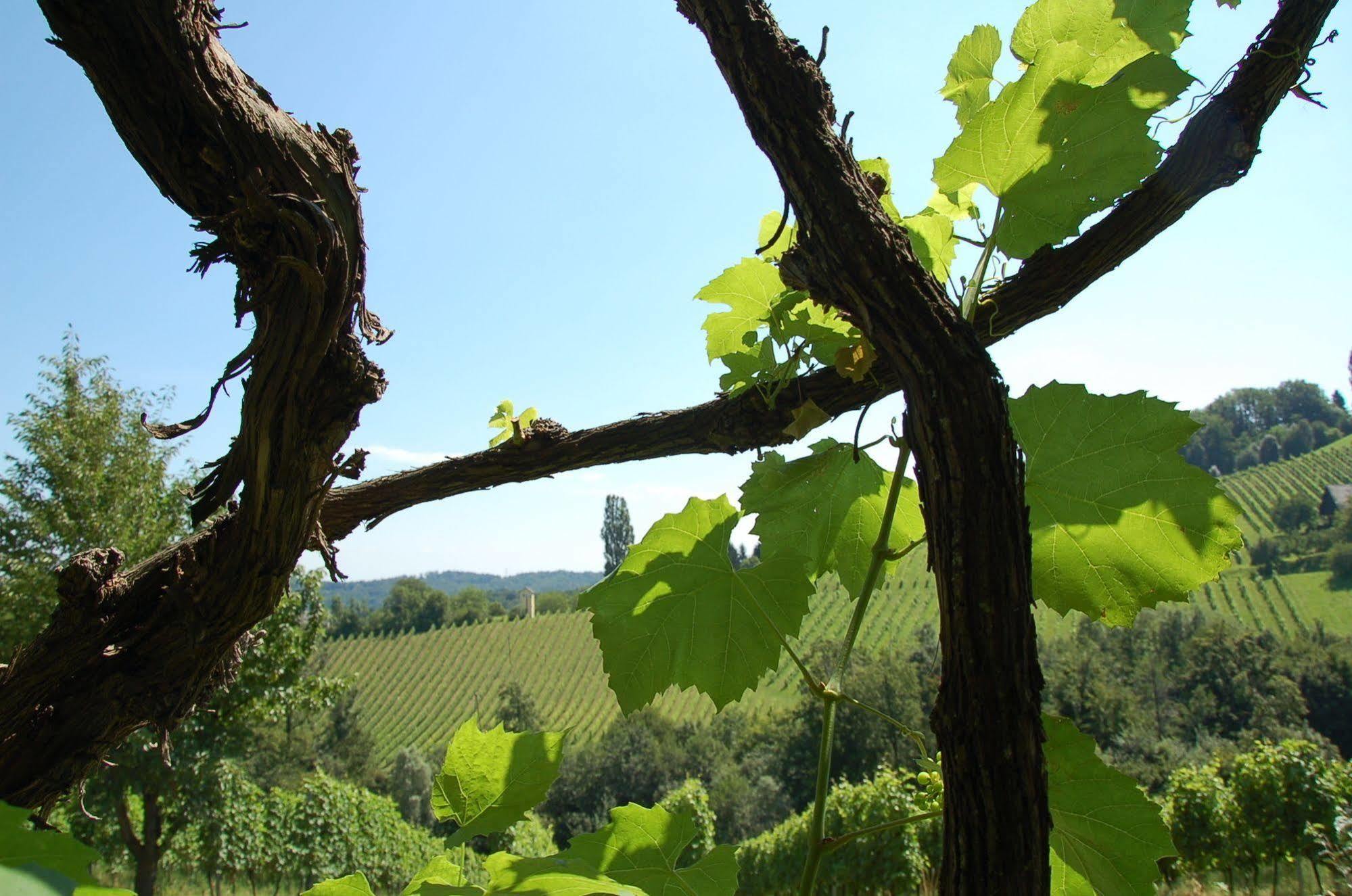 Weingut Primus Suedsteiermark Шпильфельд Экстерьер фото